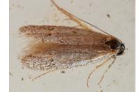 Symmocoides oxybiella