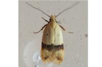 Odites kollarella