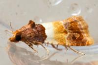 Epinotia festivana