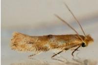 Bucculatrix