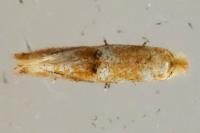 Bucculatrix