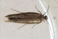 Scythris