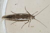 Scythris