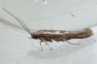 Scythris