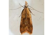 Dichomeris derasella