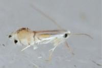 Phyllocnistis