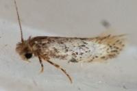 Infurcitinea