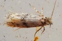 Infurcitinea