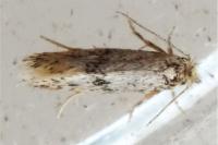 Infurcitinea