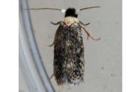 Zimmermannia atrifrontella