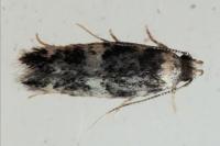 Apatema