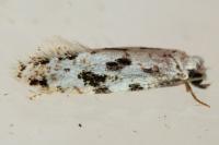 Nemapogon