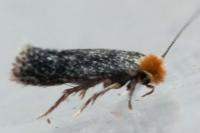 Stigmella
