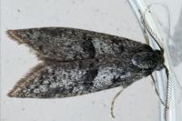 Penestoglossa dardoinella