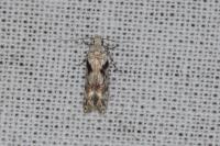 Caryocolum blandellum