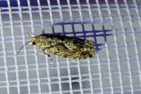 Zeiraphera isertana