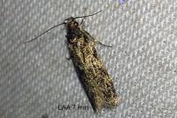 Gelechia muscosella