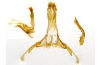 Gelechia muscosella