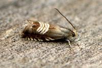 Grapholita compositella