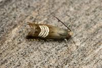 Grapholita compositella