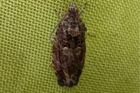 Eudemis profundana