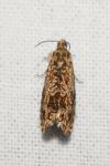 Enarmonia formosana