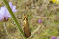 Nemophora metallica