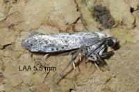 Paraswammerdamia albicapitella