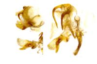 Paraswammerdamia albicapitella