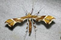 Cnaemidophorus rhododactylus