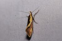 Harpella forficella