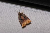 Archips podana