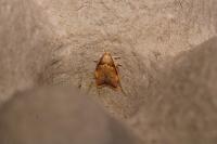 Carcina quercana