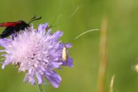 Nemophora metallica