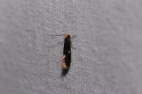 Monopis laevigella/weaverella