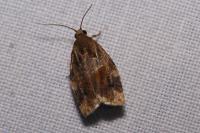 Archips xylosteana