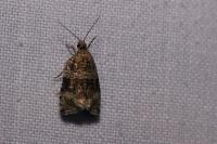 Celypha lacunana