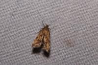 Brachmia blandella