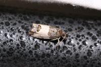 Spilonota ocellana