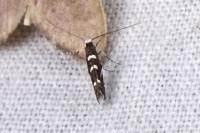 Parectopa robiniella