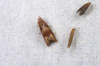 Eucosma conterminana