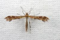 Oxyptilus