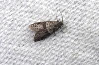 Penestoglossa dardoinella