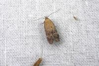 Stomopteryx