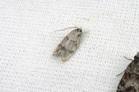 Symmoca signatella