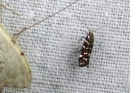 Vulcaniella fiordalisa
