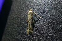 Blastobasis adustella