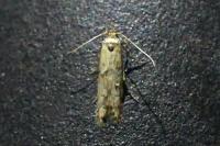 Blastobasis adustella