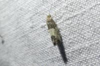 Spilonota ocellana