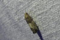 Spilonota ocellana